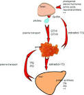 www.comparative-hepatology.com - Figure