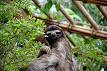 sloths sleep just under 10