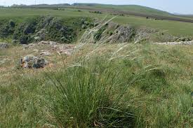 Image result for Stipa dasyphylla