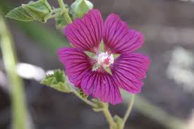 Image result for "Lavatera flava"