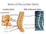 of the <b>Lumbar Spine</b>. IMAGE