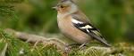 The RSPB: Chaffinch