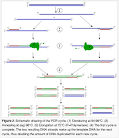 Instrumentation used in <b>PCR</b> -