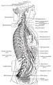<b>Celiac plexus</b>