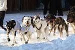 the Iditarod is a race of