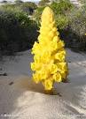 <b>Cistanche</b> phelypaea