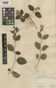 Image result for "Mascagnia prunifolia"