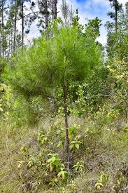 Image result for "Pinus cubensis"