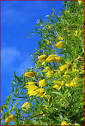 Clematis tangutica : Brushwood Nursery, Vines and Climbers For ...