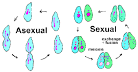 are examples of asexual