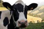 File:Vache qui louche.jpg - Wikimedia Commons