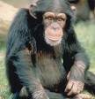 Chimpanzees are all black but