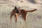 DINGO, information, free pictures, prints and more