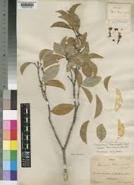 Image result for "Cassipourea lanceolata"