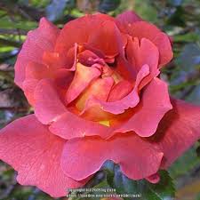 Image result for Rosa
  ( Laura 81 Rose )