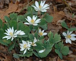 Image result for Sanguinaria canadensis
  ( Red Puccoon )