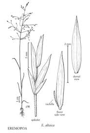 Image result for Poa altaica