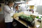 Marijuana legalization: States send message, feds aren't listening ...