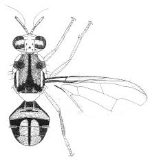 Image result for Bactrocera cacuminata