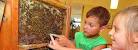 Hobby-Imker Kurt Pfeiffer brachte einen Teil seiner Bienen mit, ... - Imker-im-Katholischen-Kindergarten-Westerbauer-1-543x199