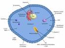 Le Glutathion, un <b>antioxydant</b>