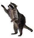 Your animal
