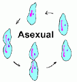 Reproducci�n asexual.