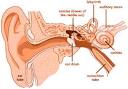 and Causes of <b>Hearing Loss</b>