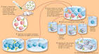 how <b>monoclonal antibodies</b>