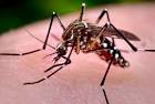 Expert says chikungunya likely to keep spreading | CIDRAP