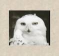 SNOWY OWLs: The Perfect Aerial Predator for the Arctic