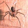 BROWN RECLUSE Spider