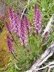 Over 10 species of <b>Pedicularis</b>
