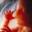<b>Fetus</b>