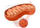 mitochondria pronunciation