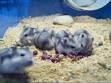 Hamster - Wikipedia, the free encyclopedia