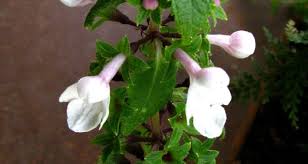 Image result for "Phyllostegia renovans"
