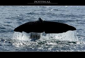 Pottwal - Bild \u0026amp; Foto von Tim Peukert aus Meeressäuger ...