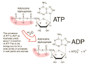 <b>ATP</b> + H2O → ADP + Pi