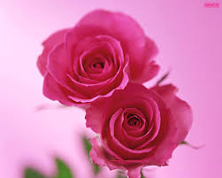pink flowers - Page 4 Images?q=tbn:ANd9GcSttnz9rXVddy1VjX7D2yeNEaHKtV1lBgfHox22nAiPgv0RZ6HH