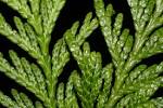 <b>Thuja</b> plicata (western red
