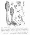 Cynomoriaceae <b>Cynomorium</b>
