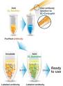 EasyLink <b>Alkaline phosphatase</b>