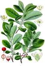 File:<b>Ilex paraguariensis</b>
