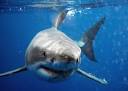 Great White Sharks now more endangered than tigers with just 3,500 ...