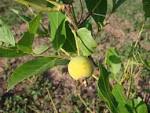File:Guabiroba fruto.jpg - Wikimedia Commons