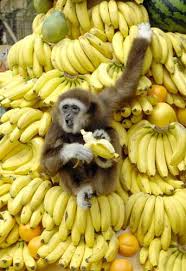 فكر العلماء كثيراً وفكروا..ليش القرد يأكل موز ؟ Images?q=tbn:ANd9GcSwKuCD4qNi6FHNtIHJwaRSEfOZ7QeCqJG-MuUlspOdl88OE1ACGA