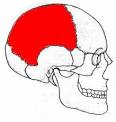 <b>Hueso parietal</b>
