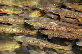 Hooke Springs Trout Farm