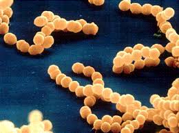 البكتيريا أنواعها وأشكالها Bacteria